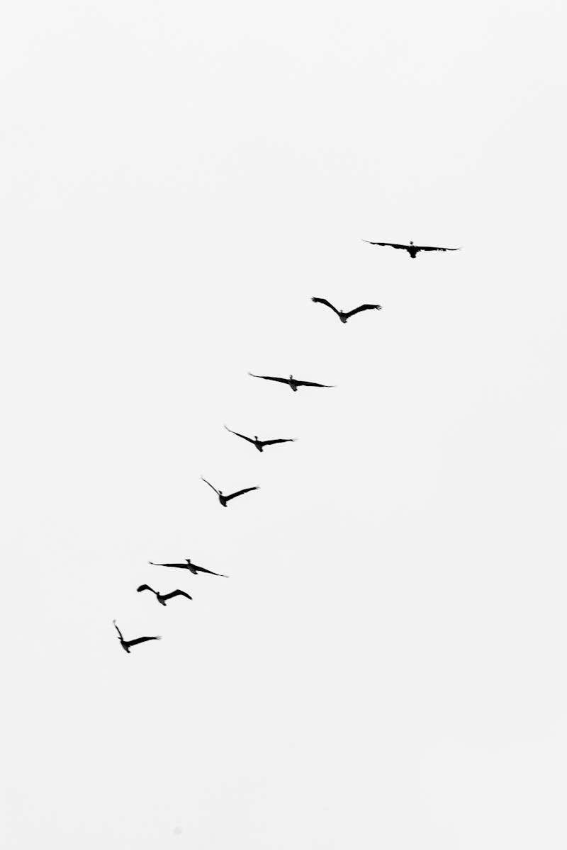 A serene image of birds flying in a V-formation against a gray sky, symbolizing freedom and unity.